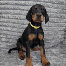 Doberman