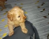 Cavapoo