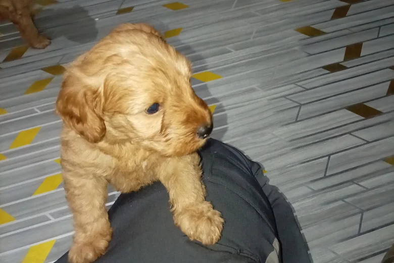 Cavapoo