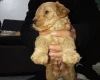 Cavapoo