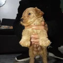Cavapoo