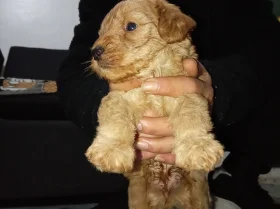 Cavapoo