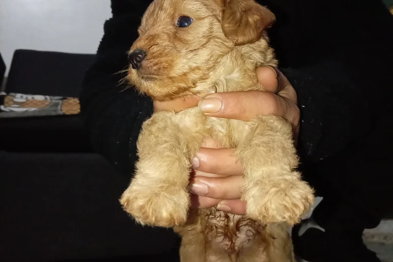 Cavapoo