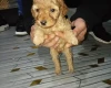 Cavapoo