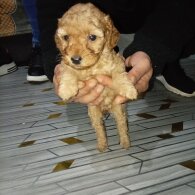 Cavapoo