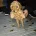 Cavapoo