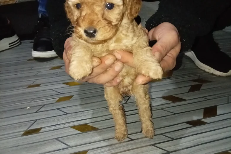 Cavapoo