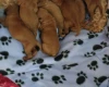 Cavapoo