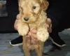 Cavapoo