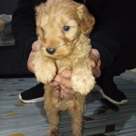 Cavapoo