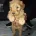 Cavapoo