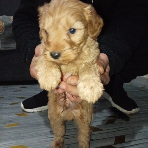Cavapoo