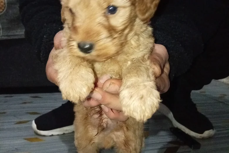 Cavapoo
