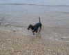 Dachshund (Smooth Haired)