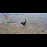 Dachshund (Smooth Haired)