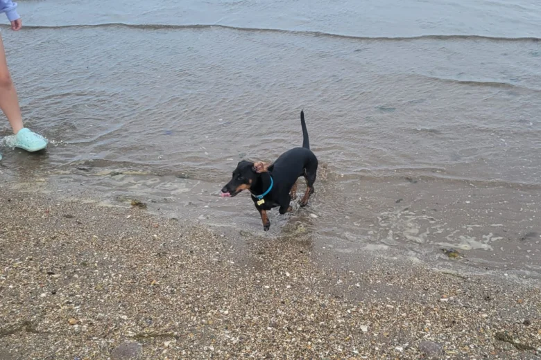 Dachshund (Smooth Haired)