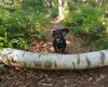 Dachshund (Smooth Haired)