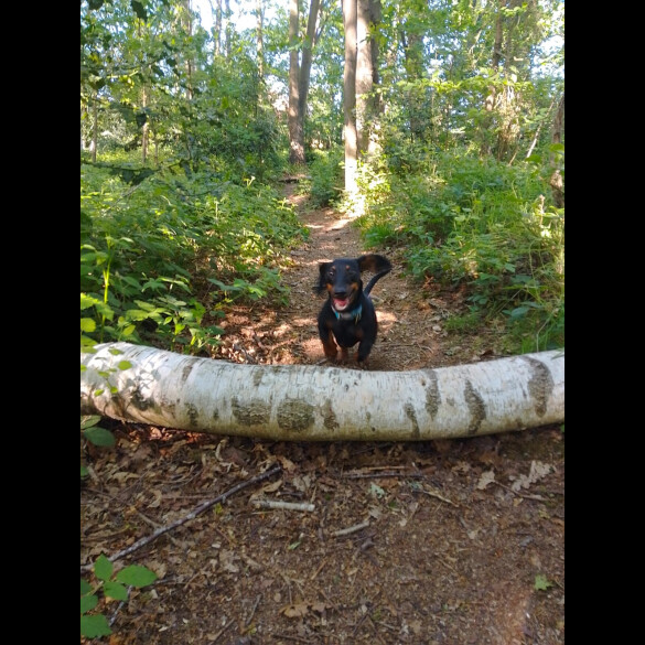 Dachshund (Smooth Haired)