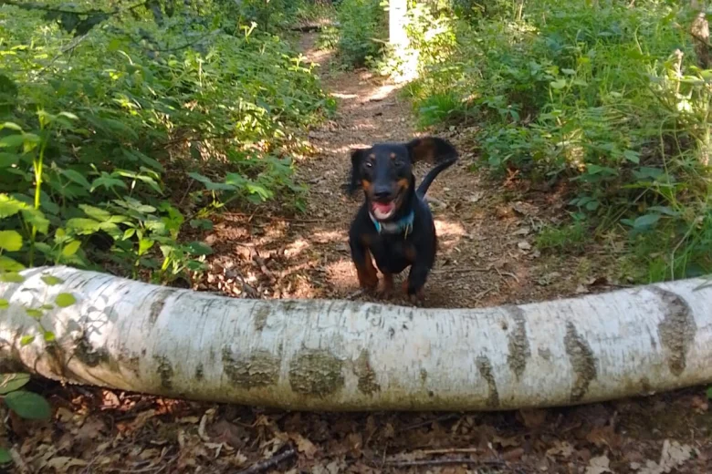 Dachshund (Smooth Haired)
