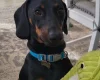 Dachshund (Smooth Haired)
