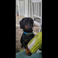 Dachshund (Smooth Haired)