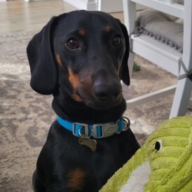 Dachshund (Smooth Haired)