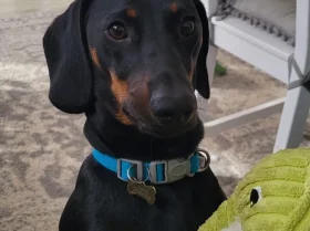 Dachshund (Smooth Haired)