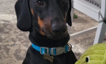 Dachshund (Smooth Haired)