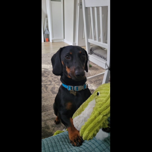 Dachshund (Smooth Haired)