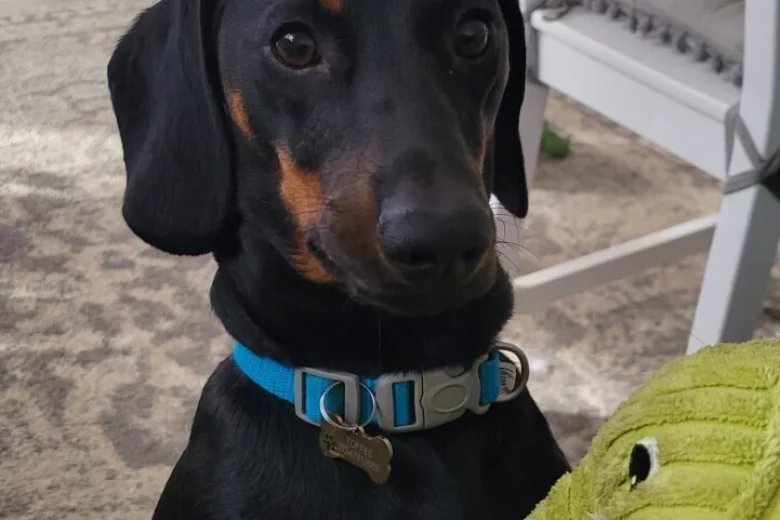 Dachshund (Smooth Haired)