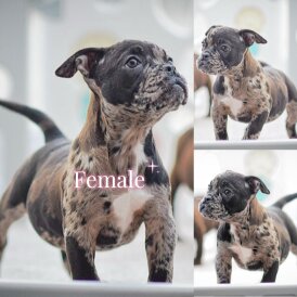 Dorset Olde Tyme Bulldogge