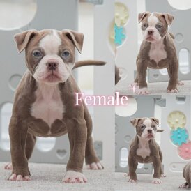 Dorset Olde Tyme Bulldogge