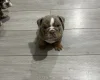 English Bulldog