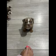English Bulldog