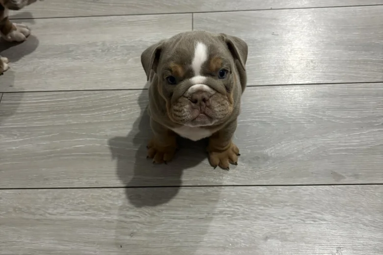 English Bulldog
