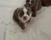 English Bulldog