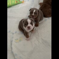English Bulldog