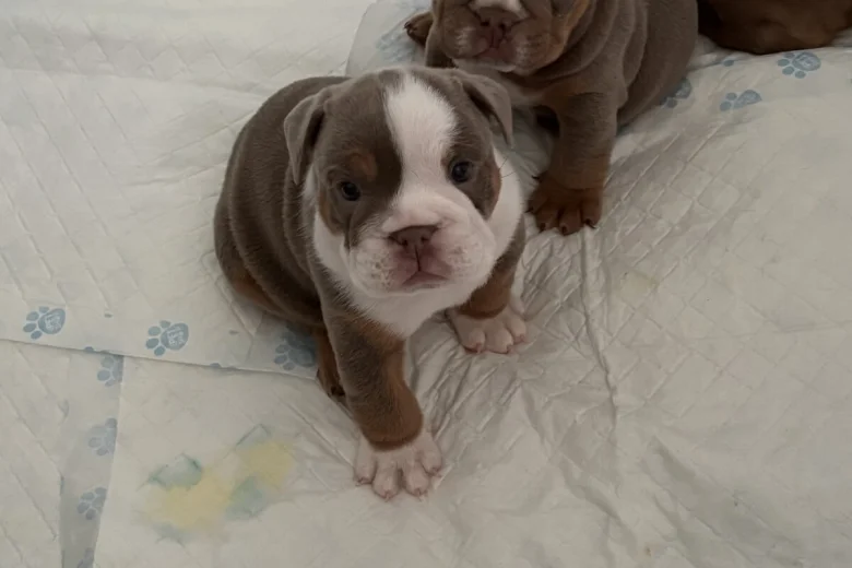 English Bulldog