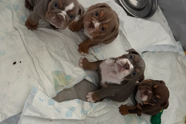 English Bulldog