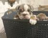 English Bulldog