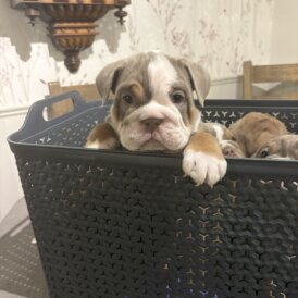 English Bulldog