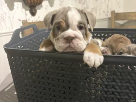 English Bulldog