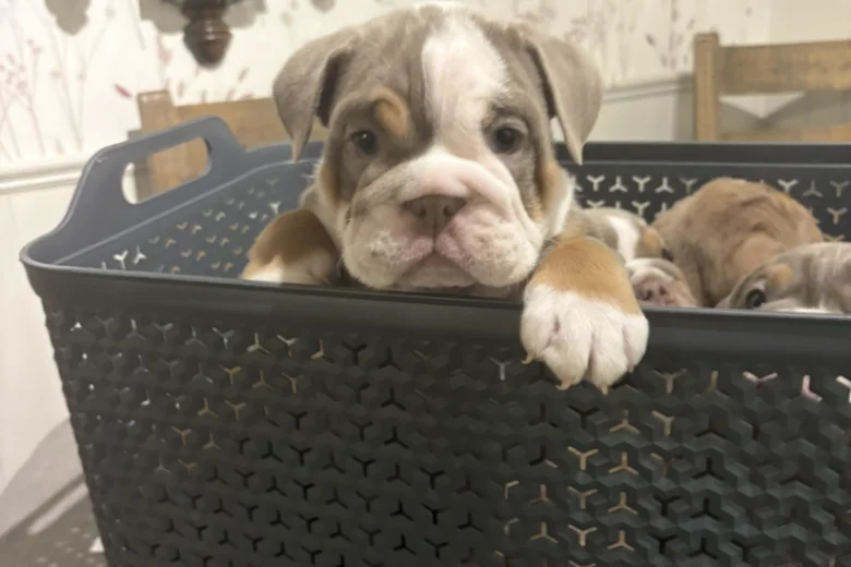 English Bulldog