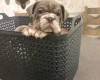 English Bulldog