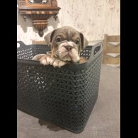 English Bulldog