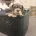 English Bulldog