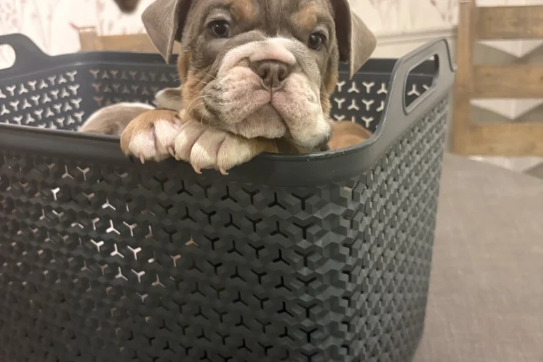 English Bulldog