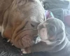 English Bulldog