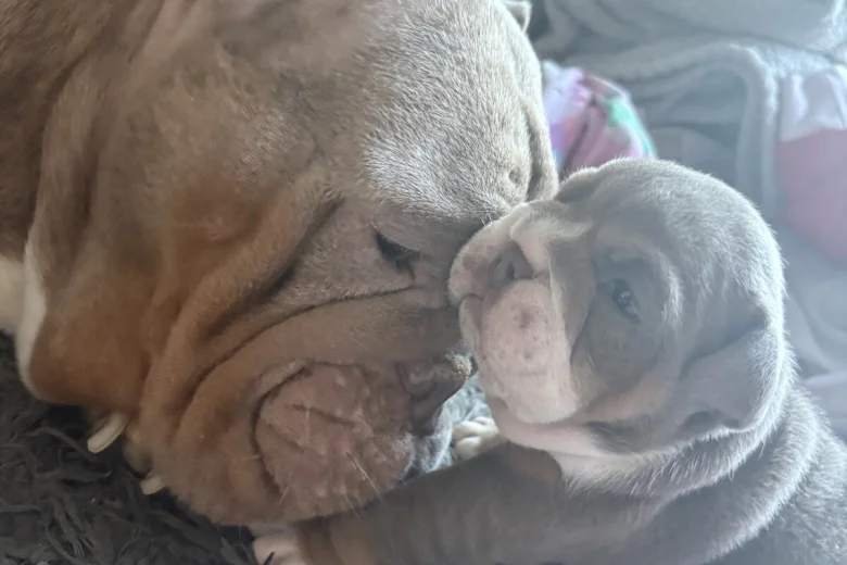 English Bulldog