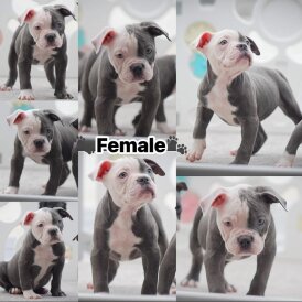 English Bulldog